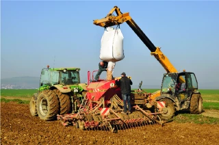 Pois et féveroles d’hiver : une implantation stratégique pour maîtriser maladies et rendement 
