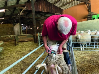 FCO : « Ne relâchez  pas la vigilance  sur la vaccination »