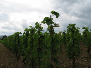 Vin : Inter Rhône diffuse des prix d’orientation sur des rouges bio et HVE