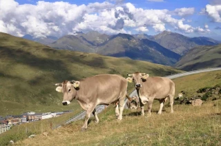  DNC : « La maladie est sous contrôle » selon le ministère