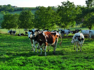 Qualité des fromages : l’atout herbe