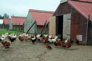 Influenza aviaire :  les autorités appellent à la vigilance