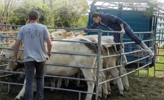 DNC : les éleveurs veulent garder le statut indemne