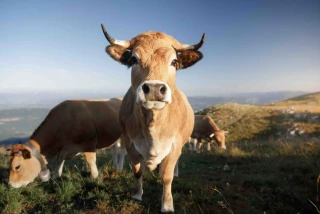 DNC : un cas détecté dans l’Aude
