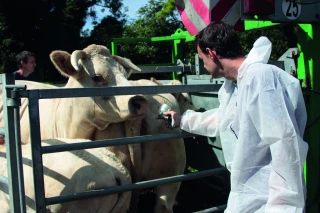 Bovins/DNC : un tiers des bovins vaccinés dans la zone élargie des Pyrénées