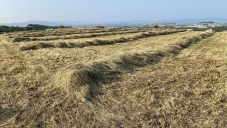 Risques prairies : la grande arnaque pour les assurés et non-assurés !