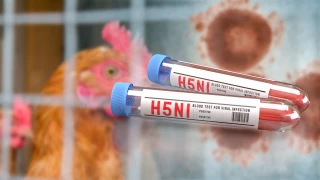 Influenza/bovins : une vache laitière testée positive aux Pays-Bas, premier cas en Europe