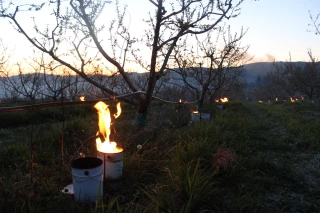 Indemnisation gel de mars 2025 : la téléprocédure est ouverte