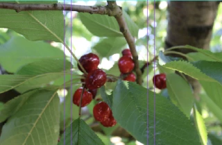 L’AOP Cerises de France au service de la filière