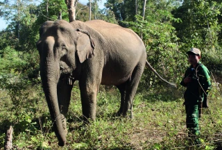 Au Laos, le combat pour sauver les éléphants d’Asie