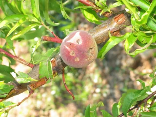 Ouverture de la téléprocédure du 25 mars au 22 avril