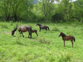 Face au loup, les éleveurs de chevaux cherchent des solutions de protection