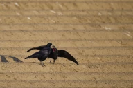 Une application pour signaler et alerter