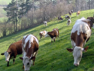 Fièvre aphteuse : vigilance renforcée