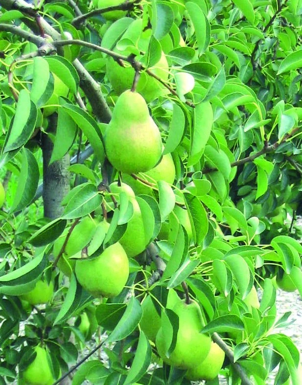 La poire ne déçoit pas non plus