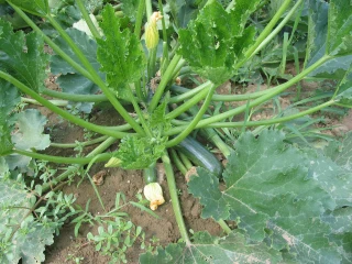 Le virus ToLCNDV débarque en France sur des parcelles de courgettes