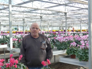 Cyclamens et chrysanthèmes, les stars de la serre à la Toussaint