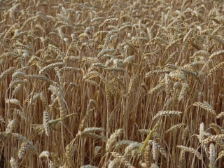 Quelles variétés de blé choisir en bio ?