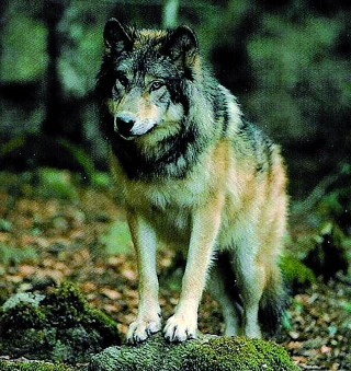Loup : le quota de tirs de défense reste à 19 %