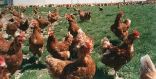 Aviculture : arrivée du H5N8 en France ?