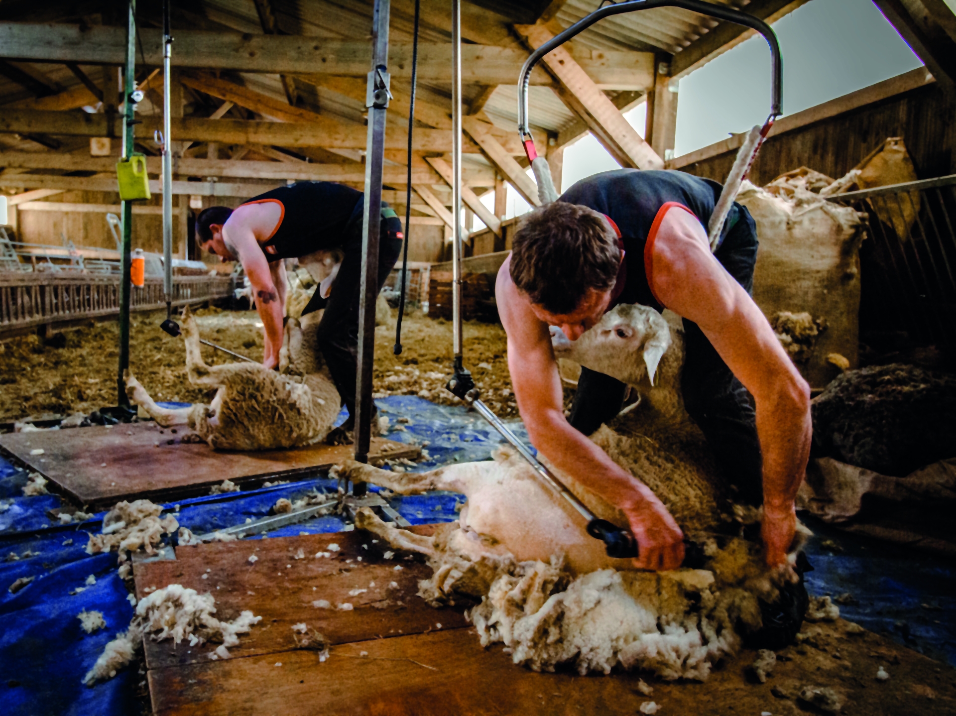 La filière laine française cherche  son second souffle