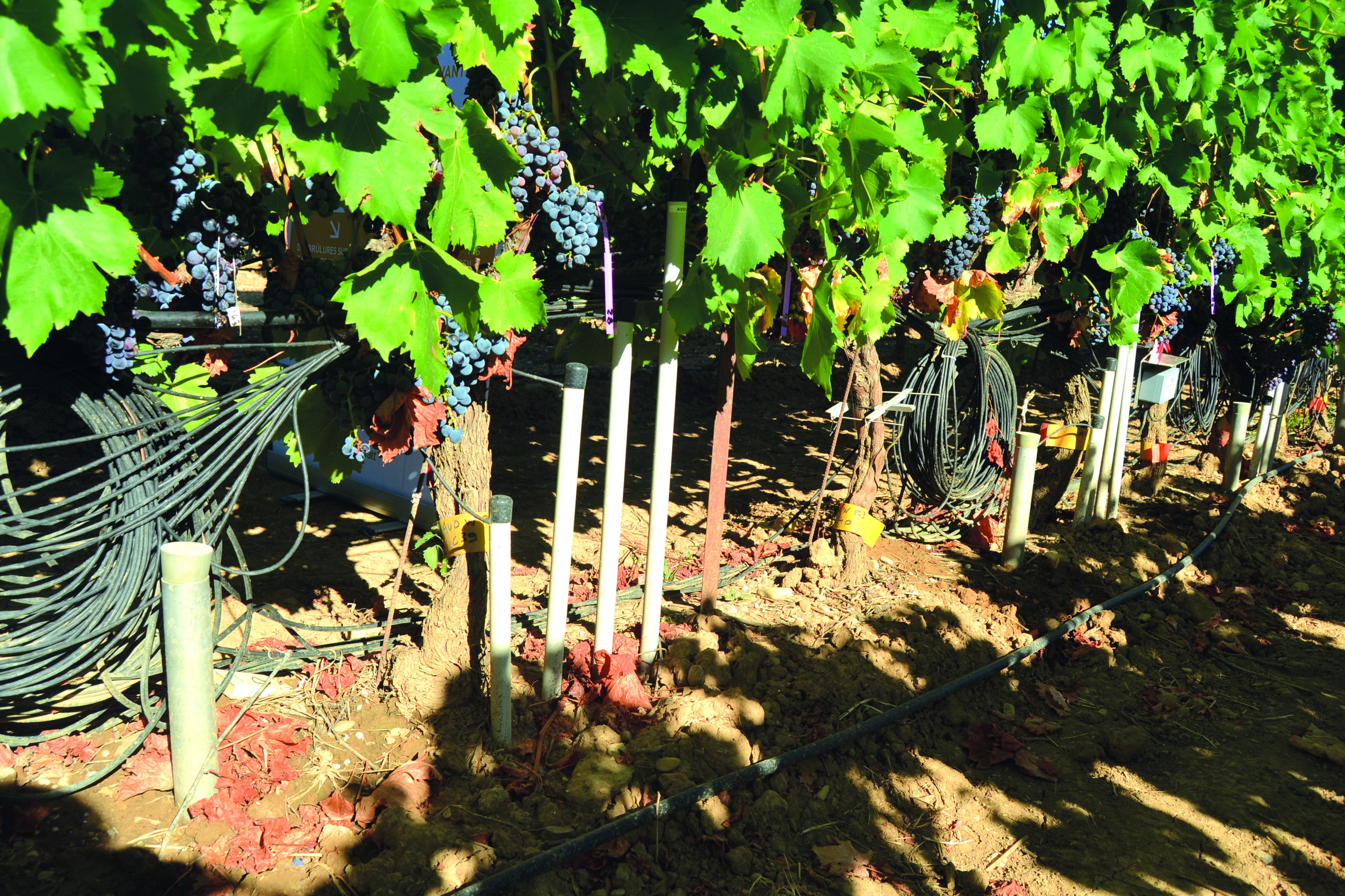 À Piolenc, c’est la seconde année d’acquisition de données et la vigne expérimentale sous panneaux dynamiques est équipée de nombreux capteurs, dont des tensiomètres et des dendromètres. © C. Zambujo