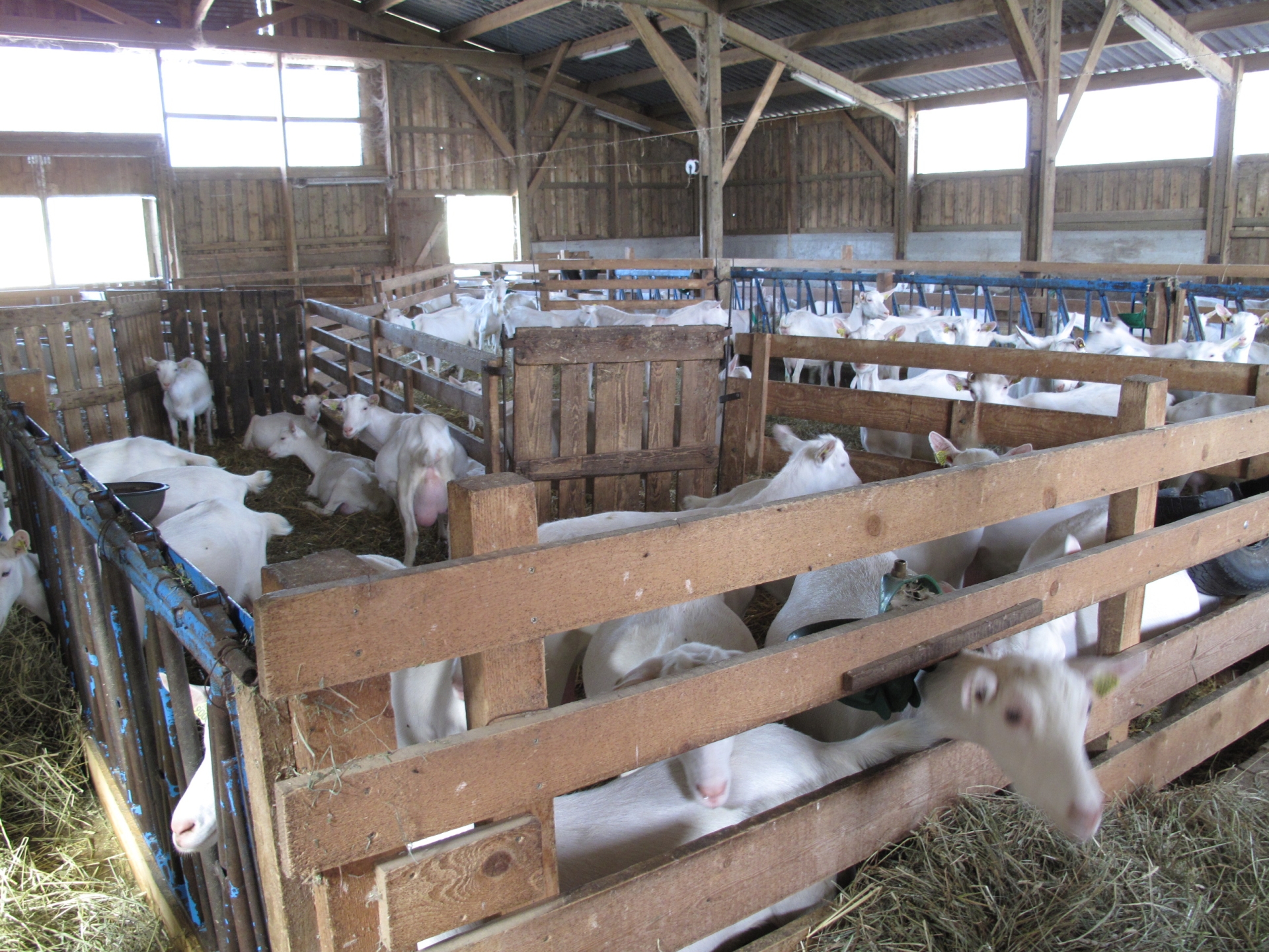 Hausse continue du prix du lait de chèvre 