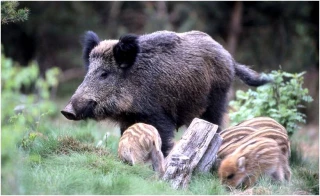 La chasse autorisée pendant le confinement