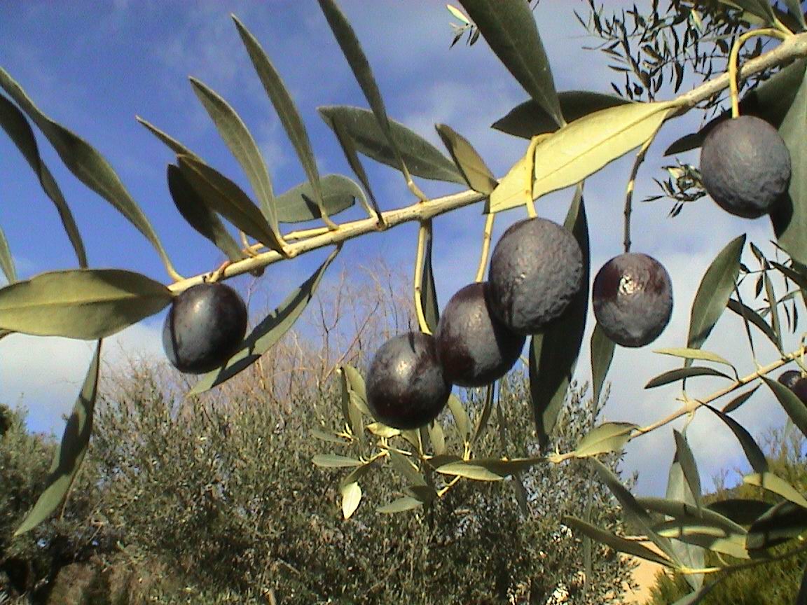 Olives : une récolte compromise par la Covid-19 ?