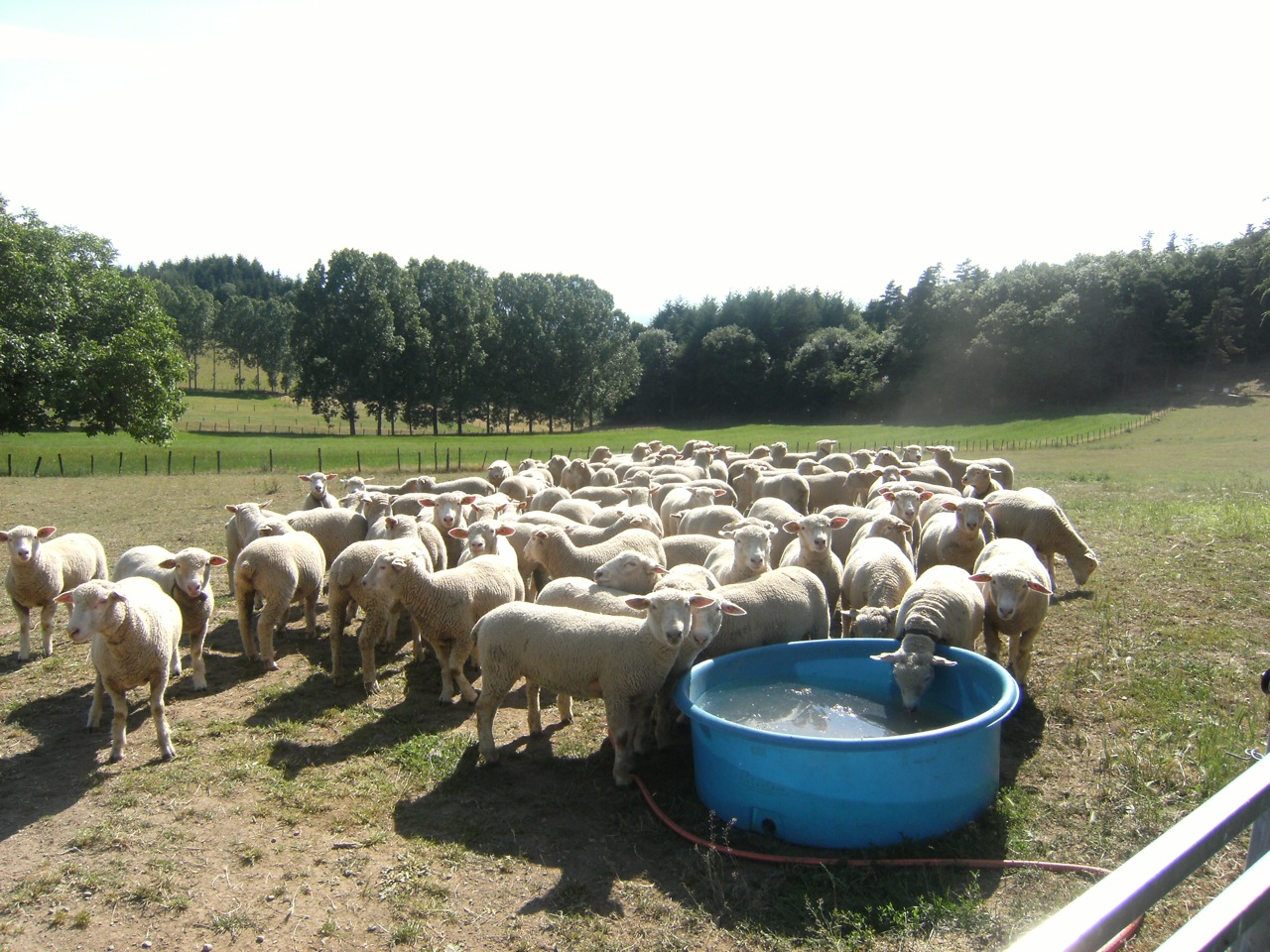 Viande ovine : le cours de l’agneau supérieur à 7 €/kg