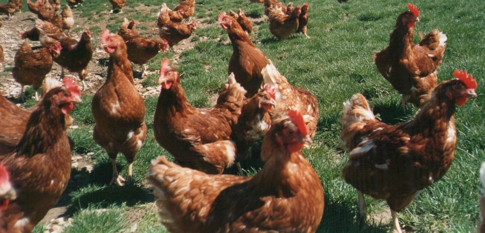 Influenza aviaire : deux foyers découverts en Angleterre le 2 novembre