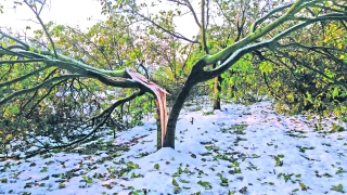 Neige dévastatrice de 2019, un an après