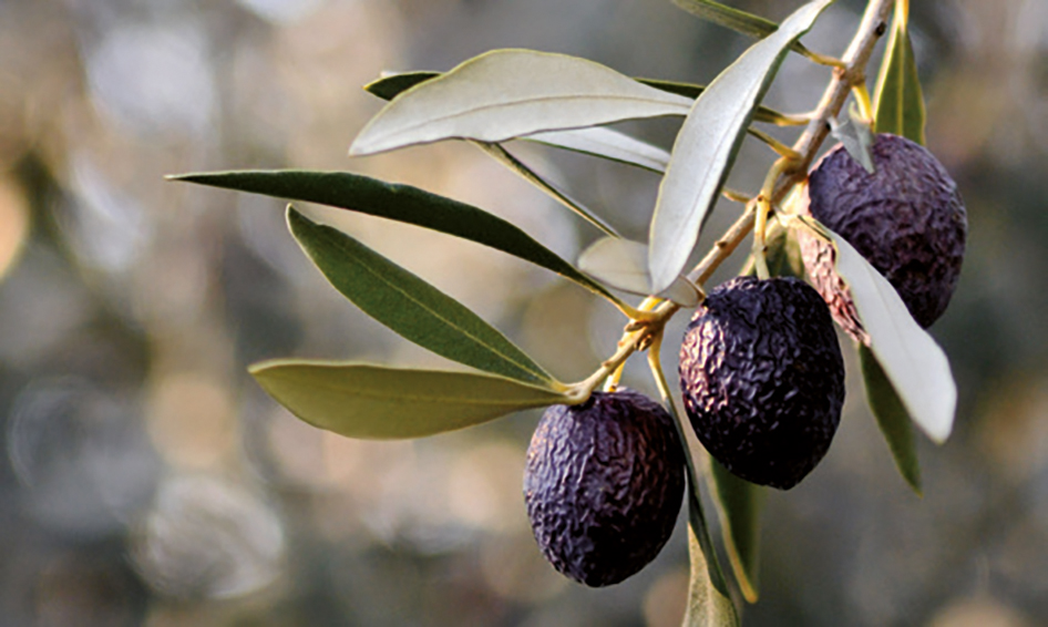 Optimisme et sérénité pour les huiles  et olives de Nyons