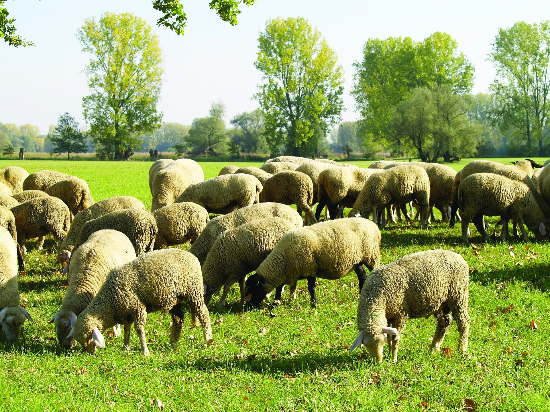 Une interface pour évaluer  la durabilité des élevages ovins