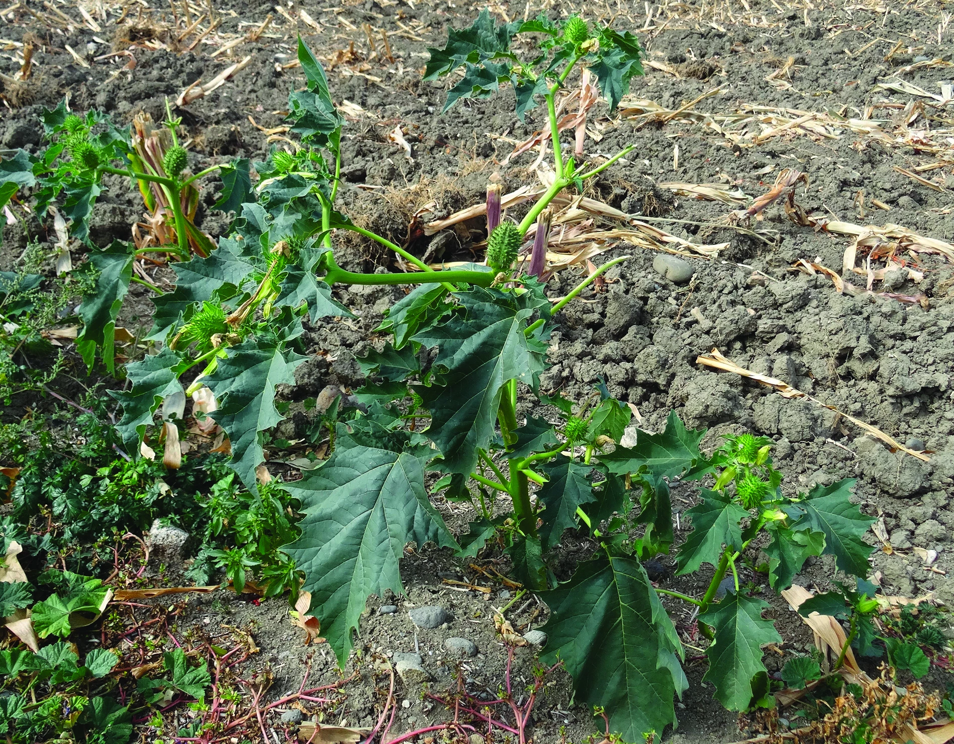Le datura, le reconnaître pour le combattre