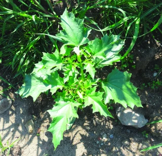 Le datura, une adventice toxique