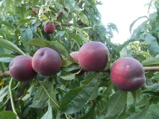 Pêches et nectarines : quelles variétés planter en bio ?
