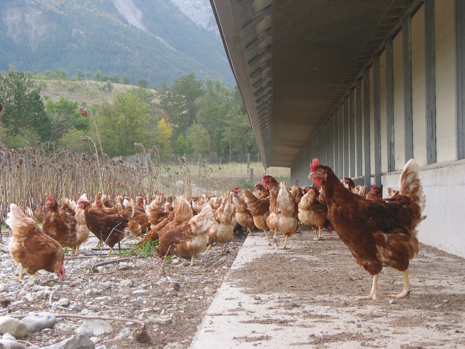 Influenza  aviaire : toutes les volailles françaises confinées