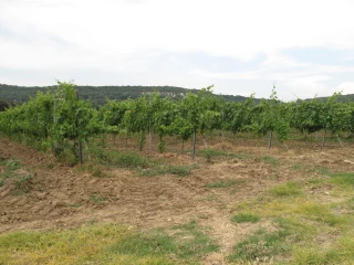 Le Sénat étend les allégements de charges aux viticulteurs non employeurs