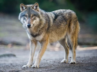  Le loup "connecté" suscite indignation et interrogations