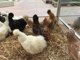 Influenza aviaire hautement pathogène : un foyer détecté dans une animalerie des Yvelines
