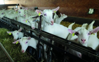 Xavier et Didier Goy : à la pointe de la génétique caprine