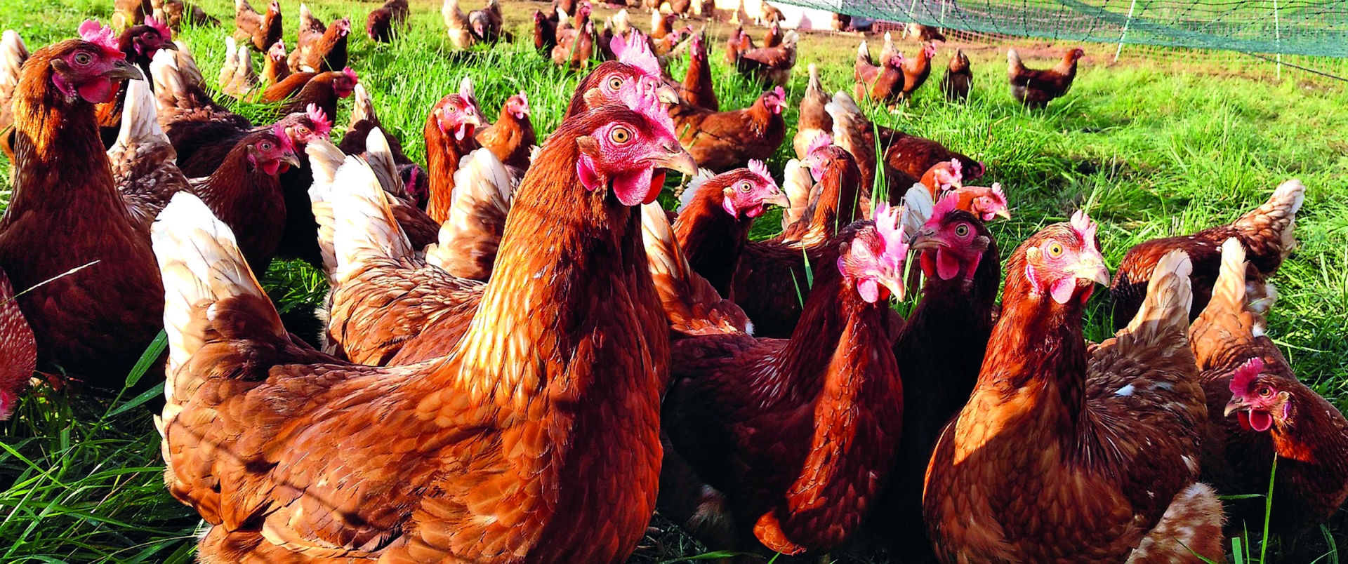 La refonte de la réglementation bio, côté élevages de volailles