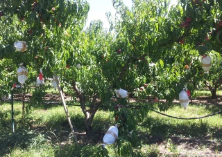 Monilioses sur fruits à noyau: optimiser les stratégies de lutte