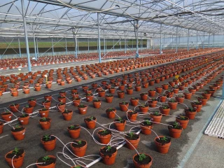 La filière horticole : 25 millions d’euros pour le premier confinement 