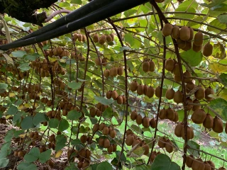 Kiwis : un marché segmenté 