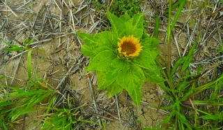Testez vos connaissances sur le mildiou en tournesol