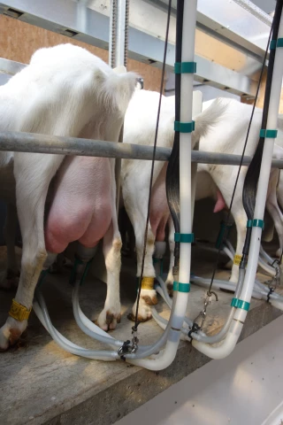 Lait de chèvre : les éleveurs très vigilants sur le prix 
