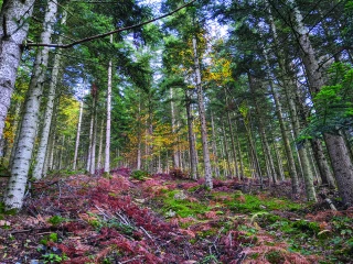 L’activité agriculture - forêt - pêche en recul de 1 % au quatrième trimestre ?