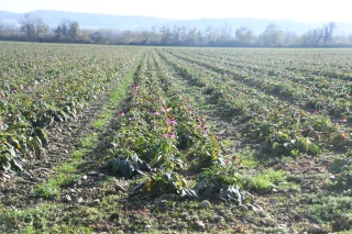 Ppam en plein boum
